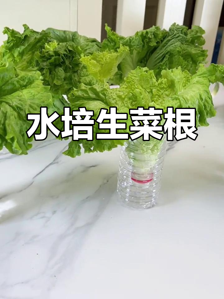生菜根水培法,轻松在家种出新鲜蔬菜