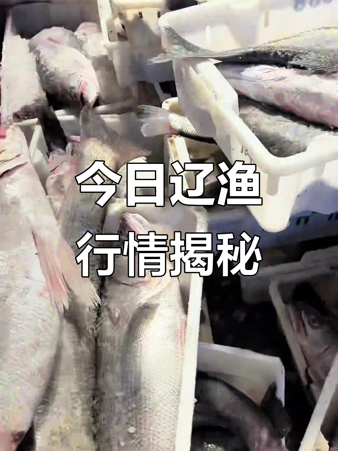 辽渔市场新鲜到货,黄花鱼、大梭鱼等海鲜一应俱全