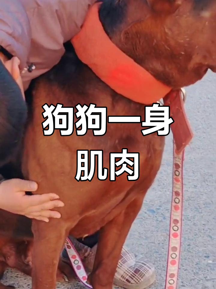 这只狗肌肉太发达,简直比健身教练还强壮!