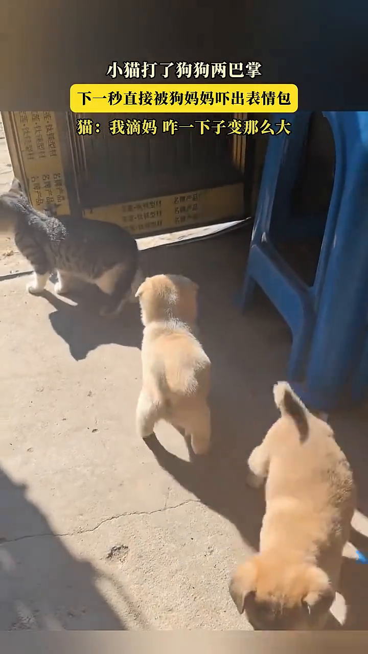 小猫打了狗狗两巴掌，下一秒就被狗妈妈吓出“表情包”