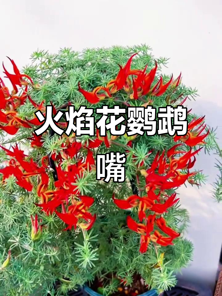 鹦鹉嘴百脉根:火焰般的花朵,耐高温低温,新手也能轻松养