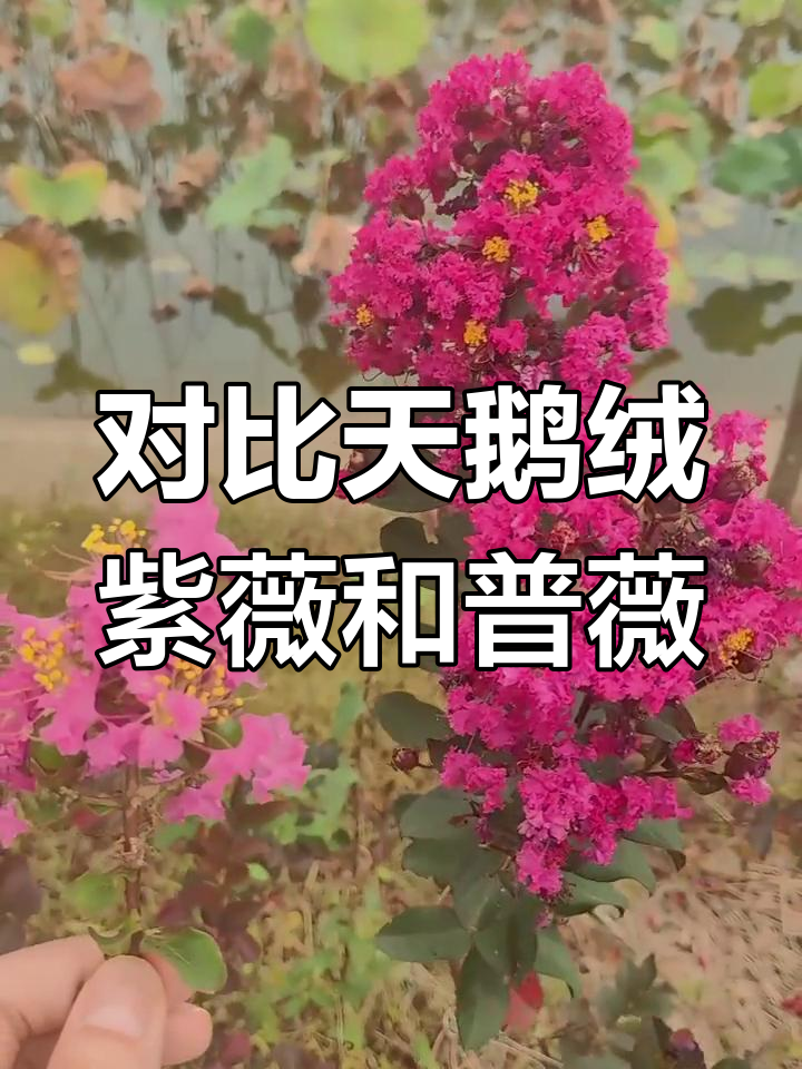 天鹅绒紫薇与普通温江紫薇大不同,花朵更艳丽饱满