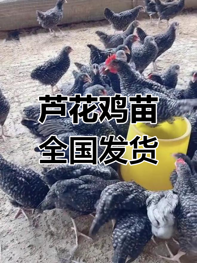 芦花鸡苗,公母皆有,全国发货,绿壳蛋高产