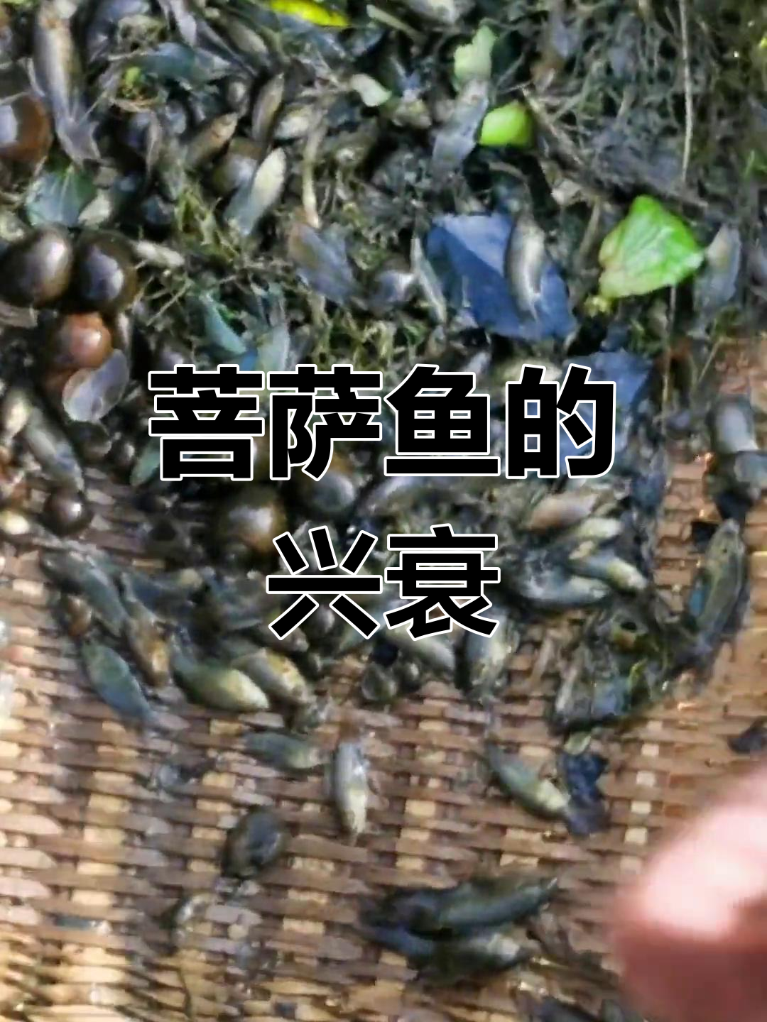 曾经泛滥的菩萨鱼为何濒临灭绝?