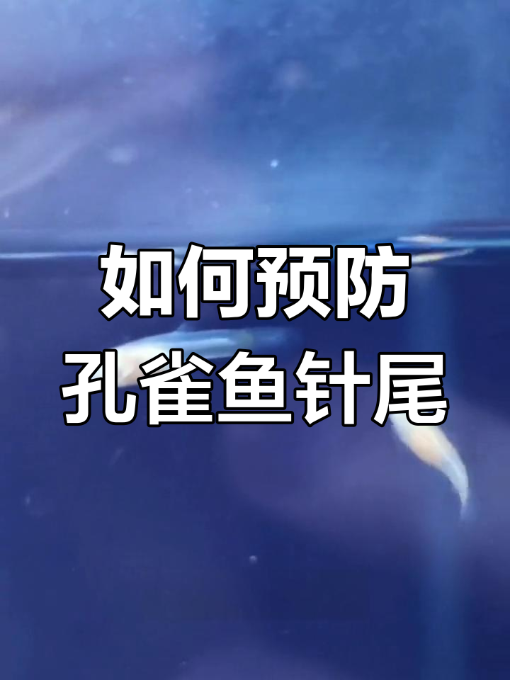 孔雀鱼针尾原因及治疗方法