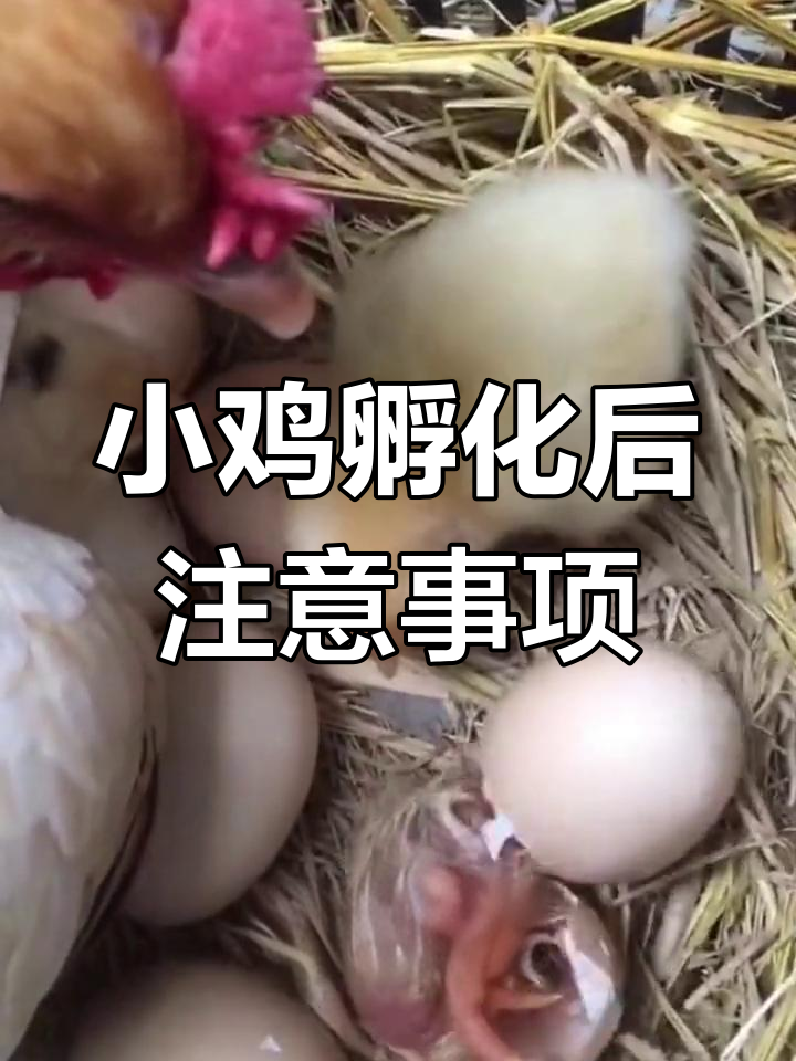 小鸡出壳后的护理要点