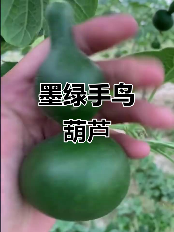 墨绿八宝葫芦,独特颜色效果惊艳!