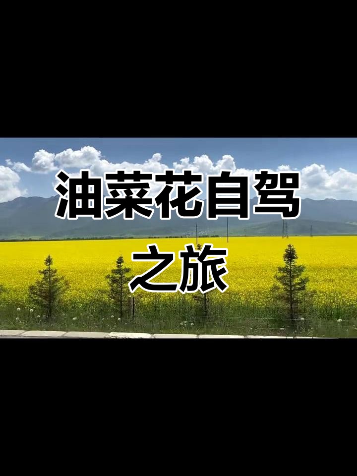 自驾门源,国道风景普通,岗木公路油菜花更美