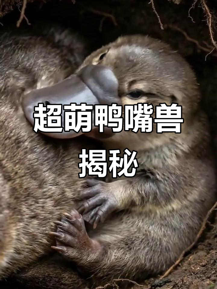 鸭嘴兽:萌态百出,动物界的“混血儿”