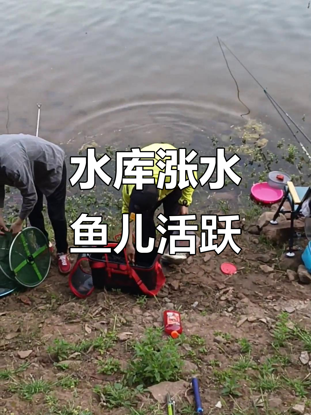 继光水库水位上升,鲫鱼、鲤鱼等常见鱼类活跃