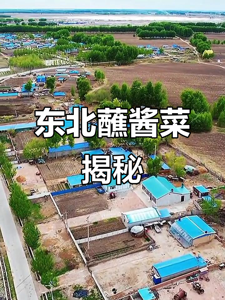 东北蘸酱菜的独特风味,婆婆丁背后的故事