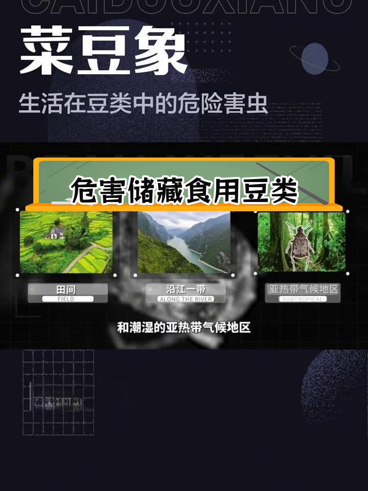菜豆象:全球分布的害虫