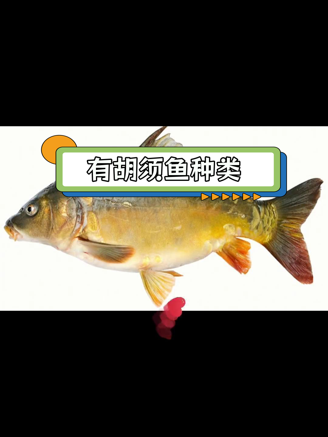 六种有胡须的鱼类盘点
