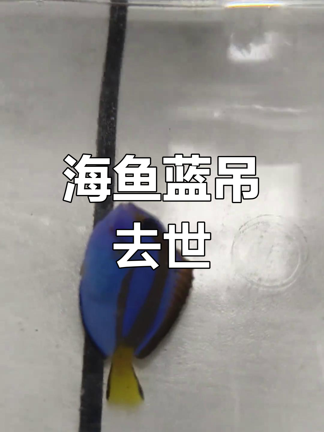 蓝吊鱼离世,白点病致命