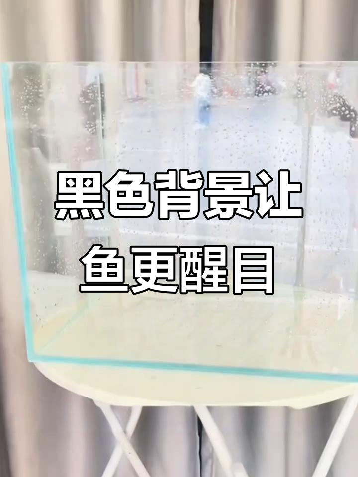 鱼缸贴黑色壁纸，鱼儿更显眼！