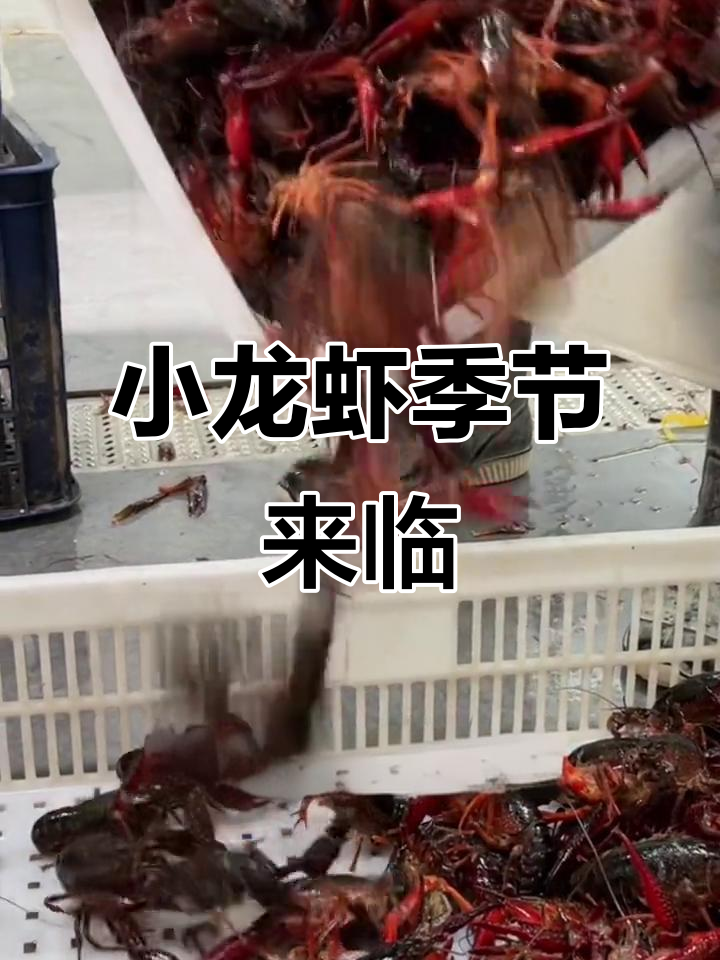 青虾上市,麻辣小龙虾的诱惑来袭