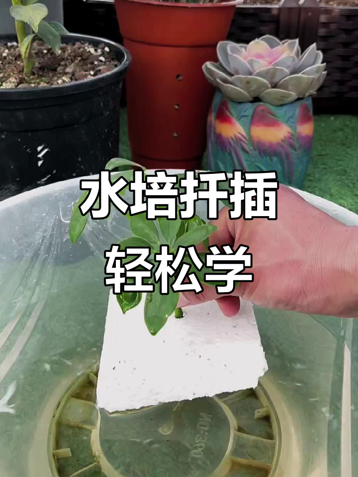 鸭脚木水培扦插法,简单操作快速生根