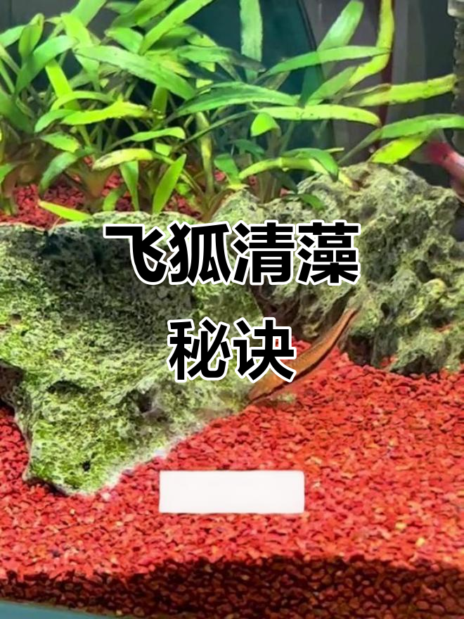 飞狐能有效清除多种藻类,但需大量使用且不伤鱼