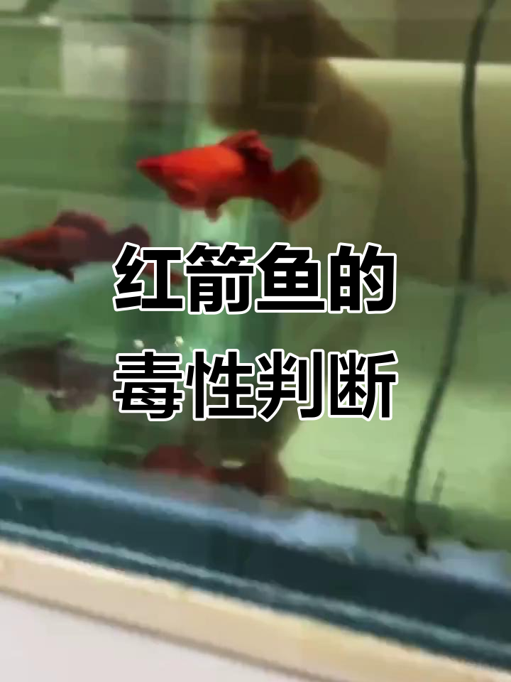 如何辨别红箭鱼是否带毒？从肚子变化看公母差异