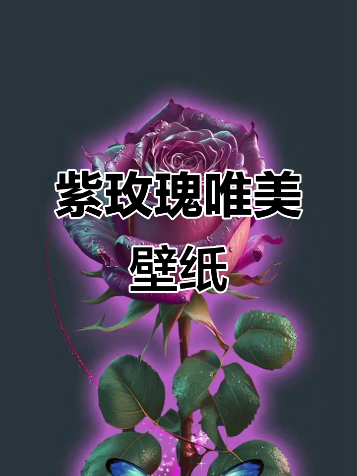 紫玫瑰的浪漫意境,唯美壁纸体验