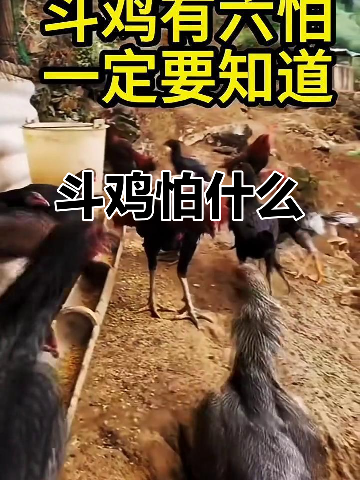 斗鸡最怕的六个问题,养好它们必须知道