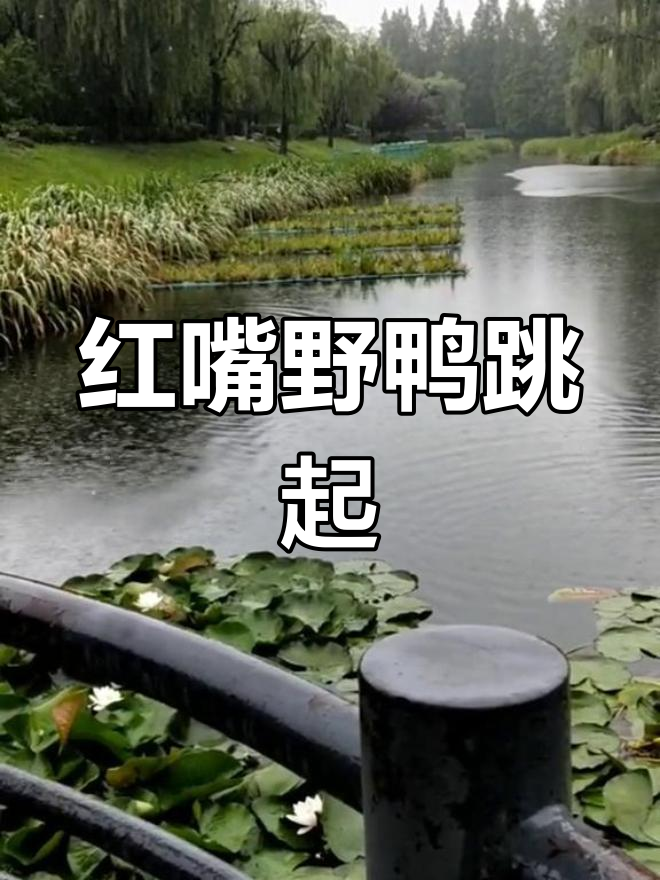 野生红嘴野鸭跳跃瞬间