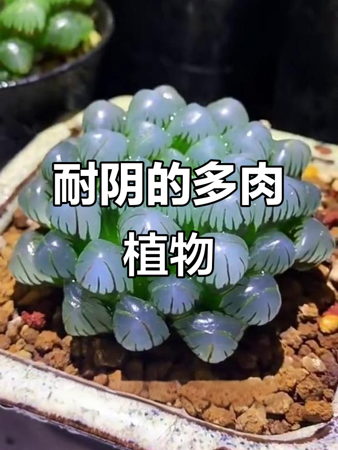 这些多肉植物不需要晒太阳,反而怕晒伤
