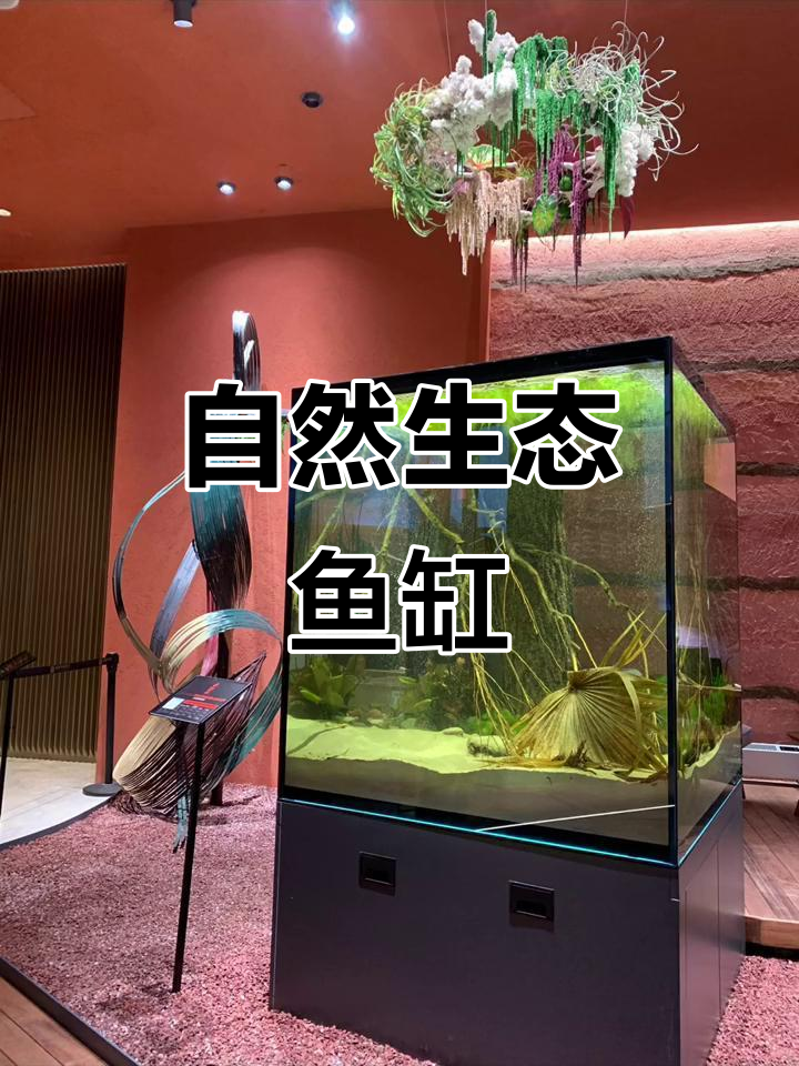 清澈见底的亚马逊鱼缸,埃及神仙鱼与南美原生景观的完美融合