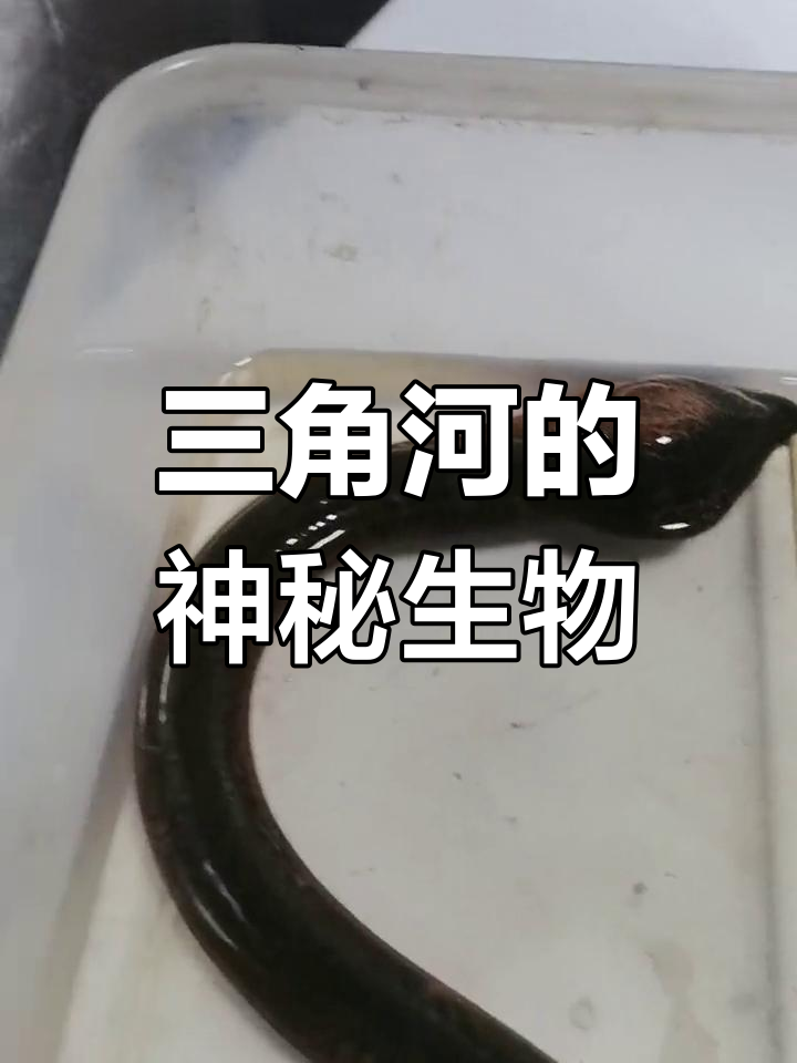 三角头鳝鱼揭秘