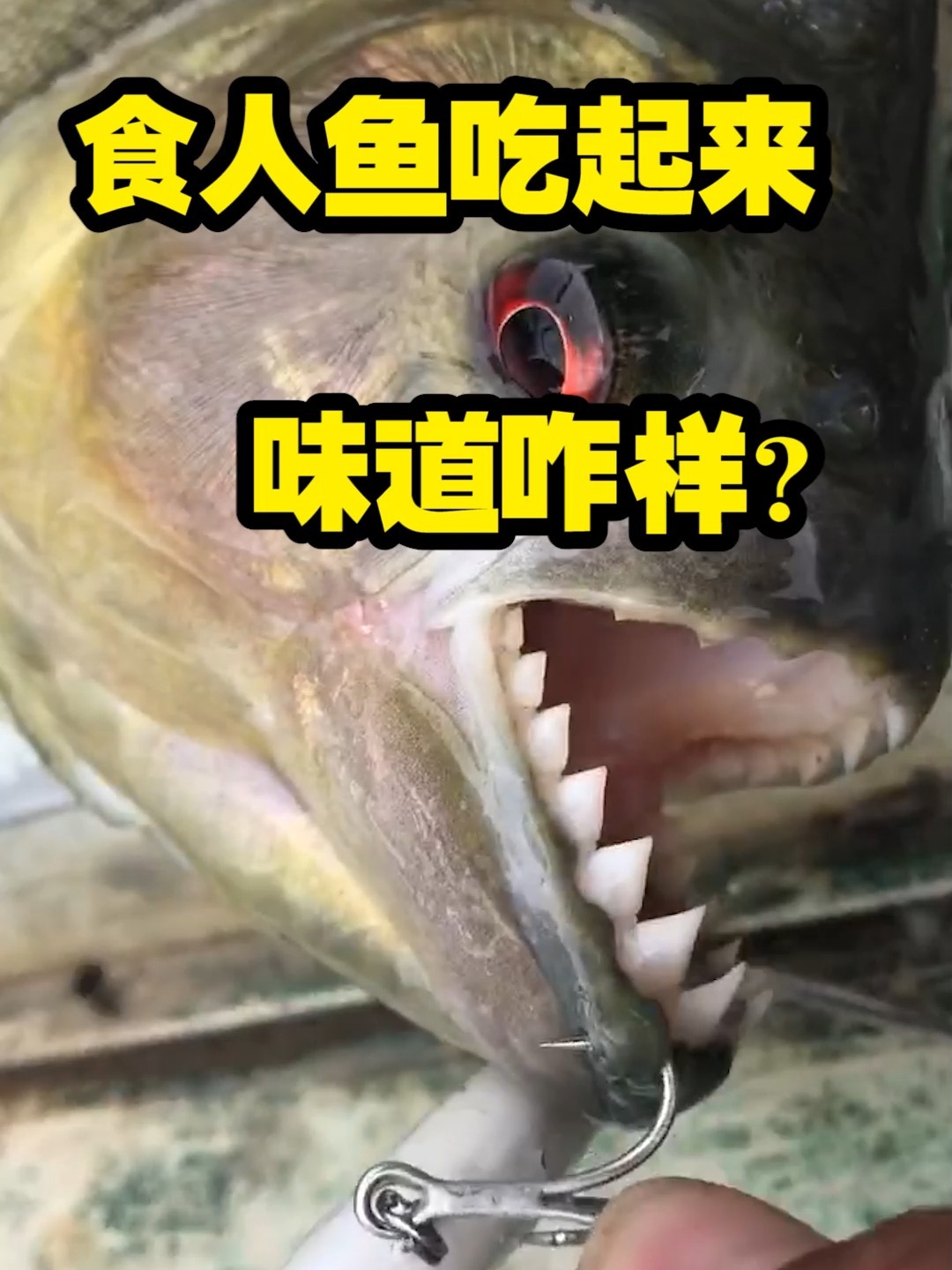 钓那么多食人鱼,吃起来好吃不?