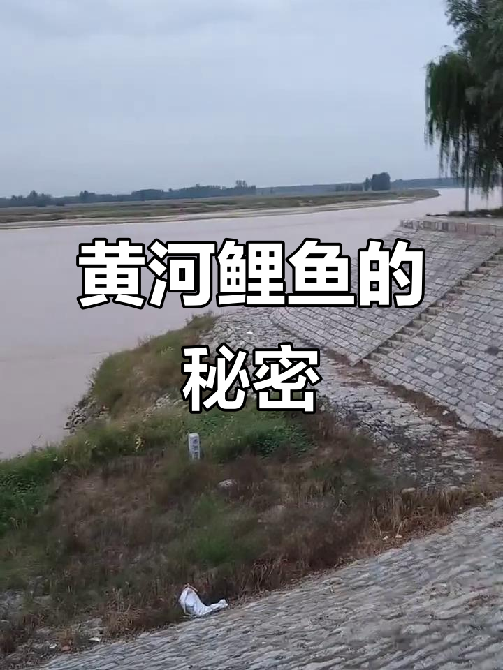 黄河鲤鱼为何比南方更贵？揭秘背后的原因