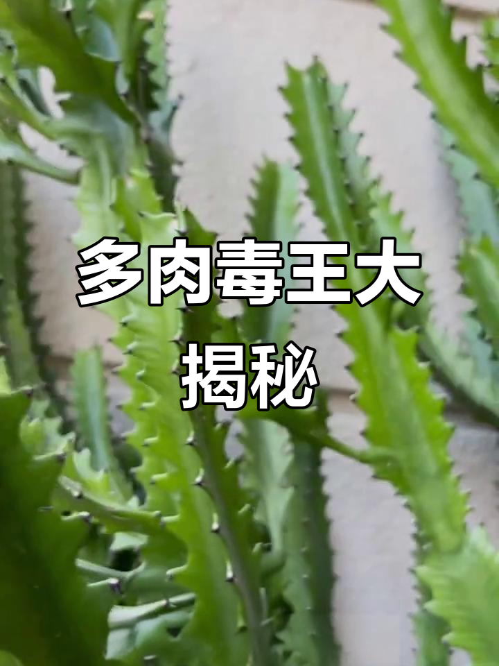 揭秘多肉界的毒性植物,看看你养过哪些!