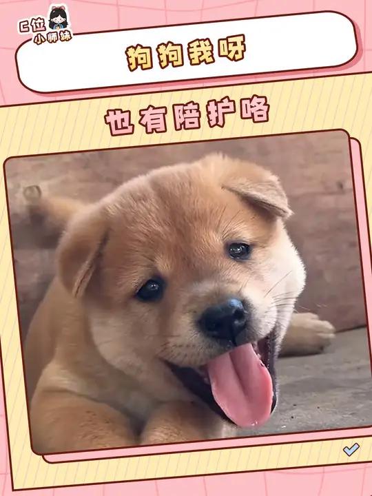 小土狗我呀!也有陪护咯~ 狗狗 狗子 暖心 萌宠 小土狗