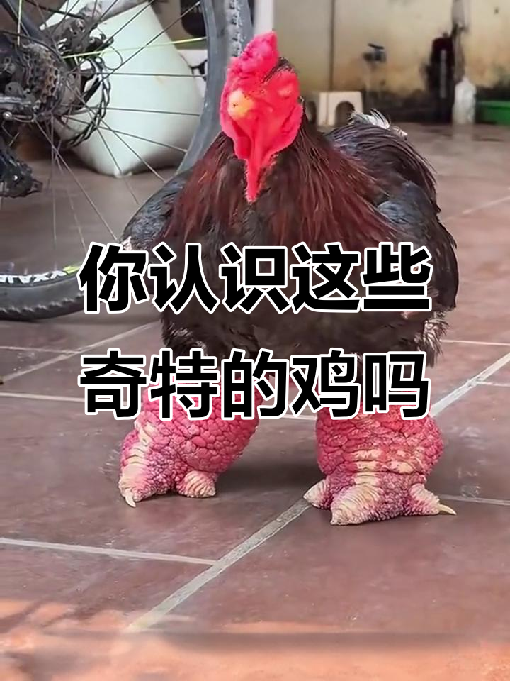 10种奇特鸡品种大揭秘，你了解几种？