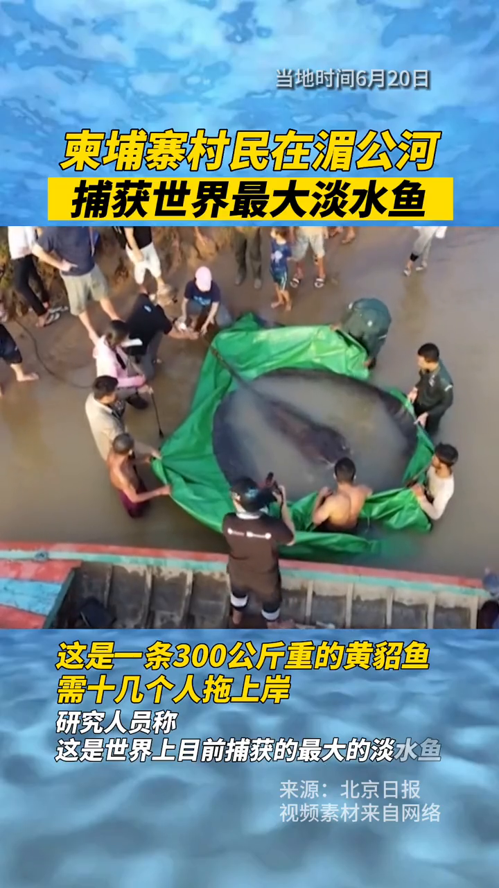 重300公斤!柬埔寨村民在湄公河捕获全球最大淡水鱼