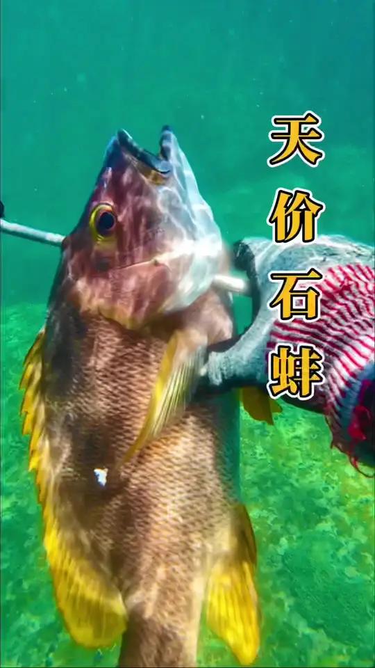 潜入湛蓝秘境连擒3条“黄金战将”天价石蚌鱼!还有紫红笛鲷、金焰笛鲷,开始我跟小黑的私藏千元