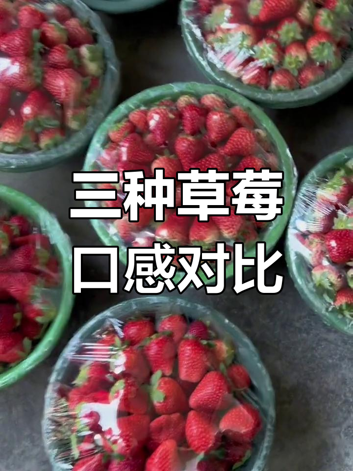 草莓三种口味大揭秘:奶油、巧克力与圣诞红,哪种最美味?