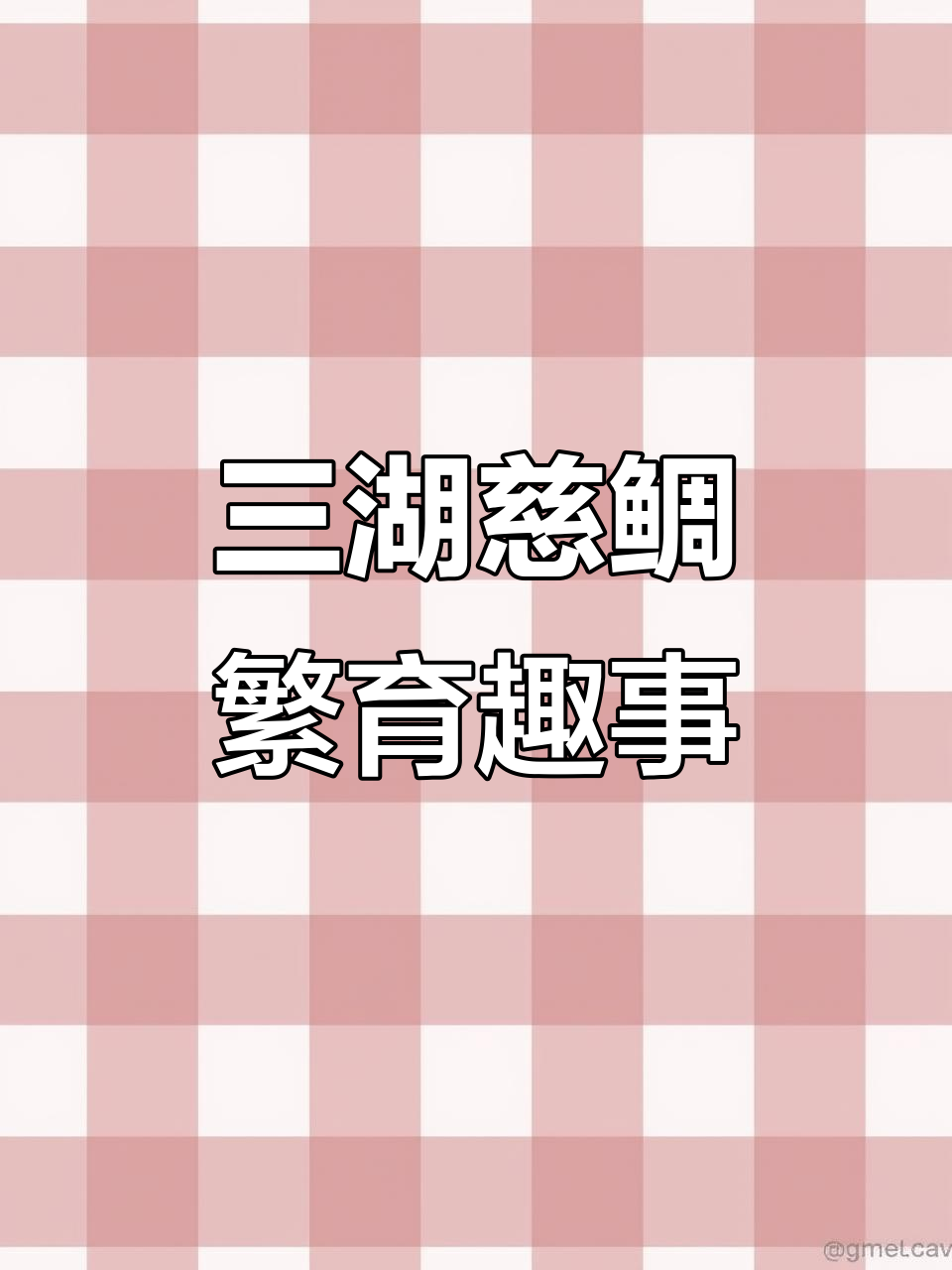 松比西成母鱼怀孕,三湖慈鲷繁殖全过程揭秘