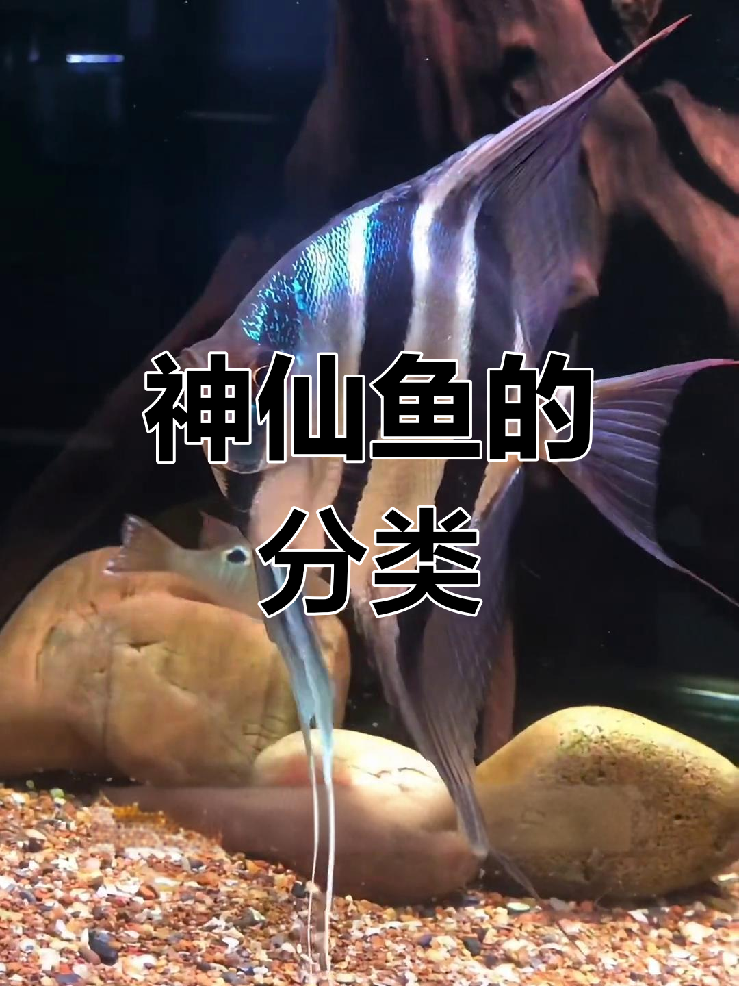 神仙鱼种类解析:从埃及到斯卡