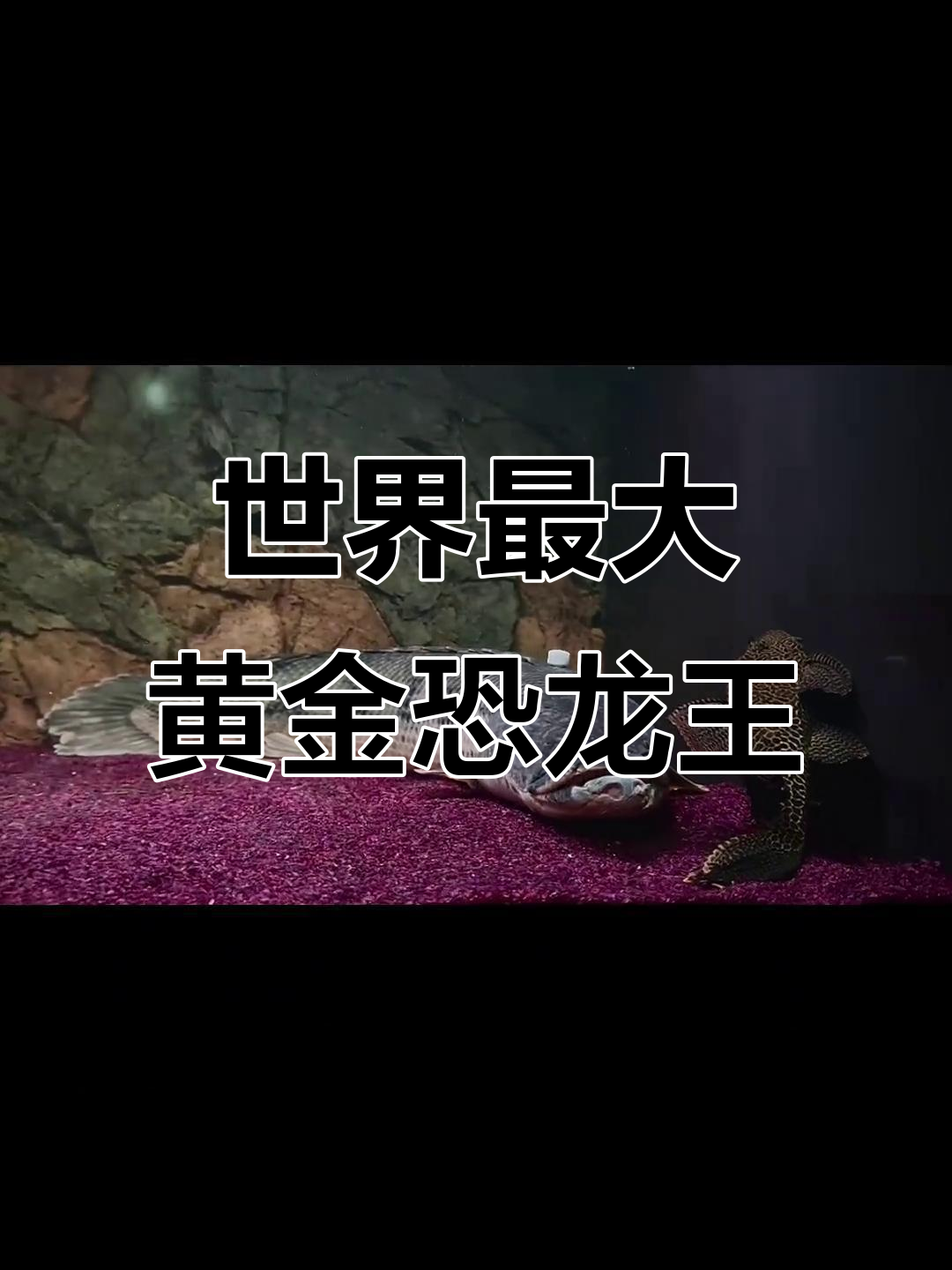 坦噶尼喀湖黄金恐龙王：全球最大恐龙鱼揭秘