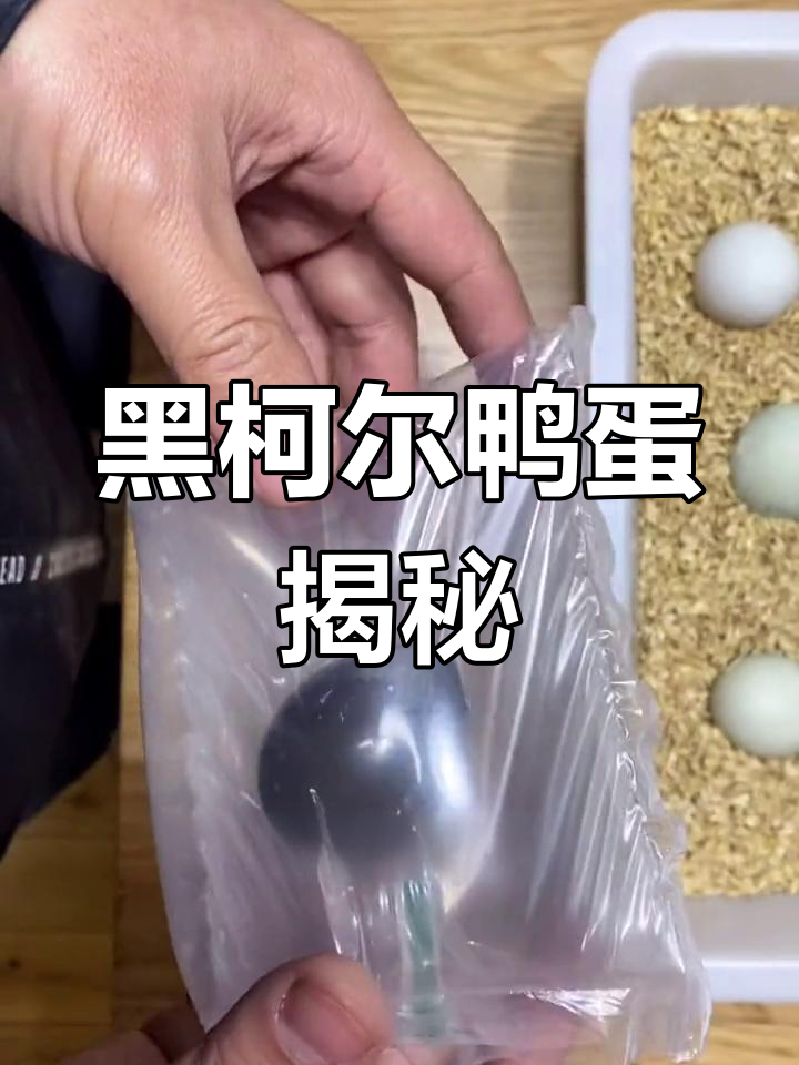 黑色柯尔鸭蛋开箱,见证奇迹