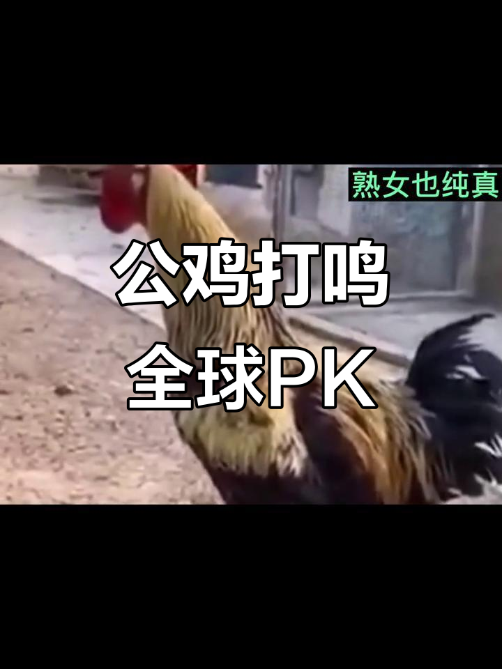 各国公鸡打鸣大比拼,看看谁的叫声最神奇