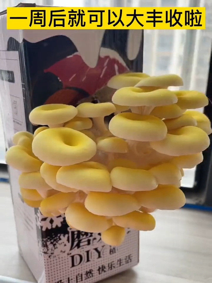 和孩子一起观察植物生长过程