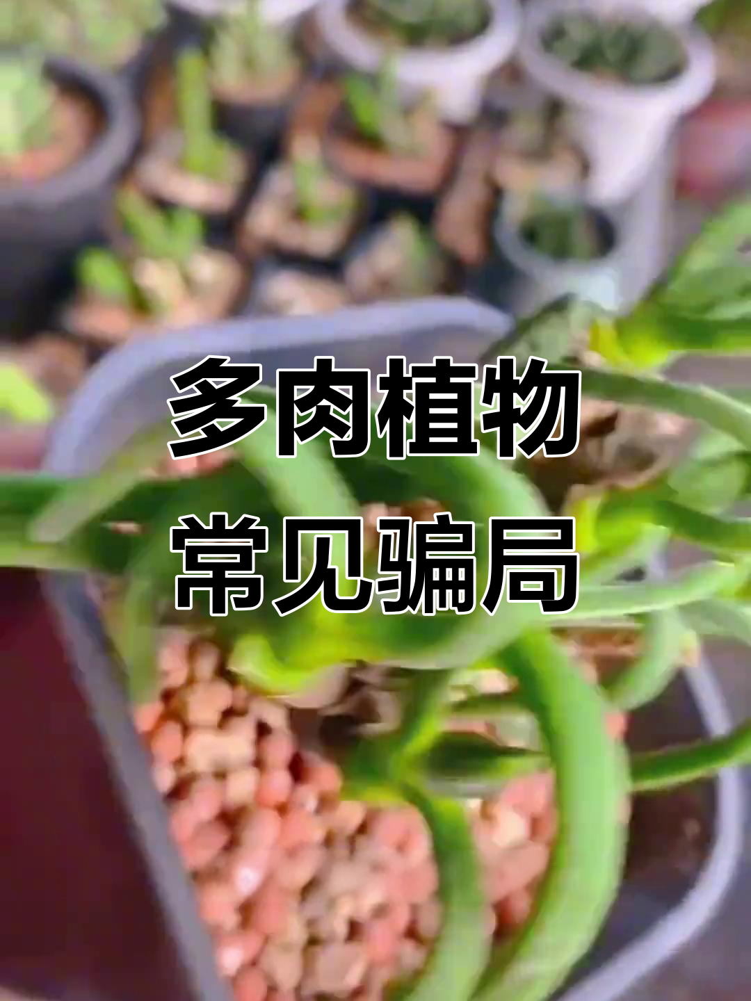 揭秘多肉界骗局:山地玫瑰和熊童指真相大曝光