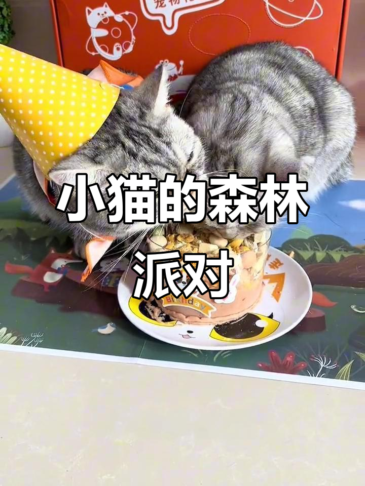 猫咪生日派对,DIY森林蛋糕和装饰,快乐满满!
