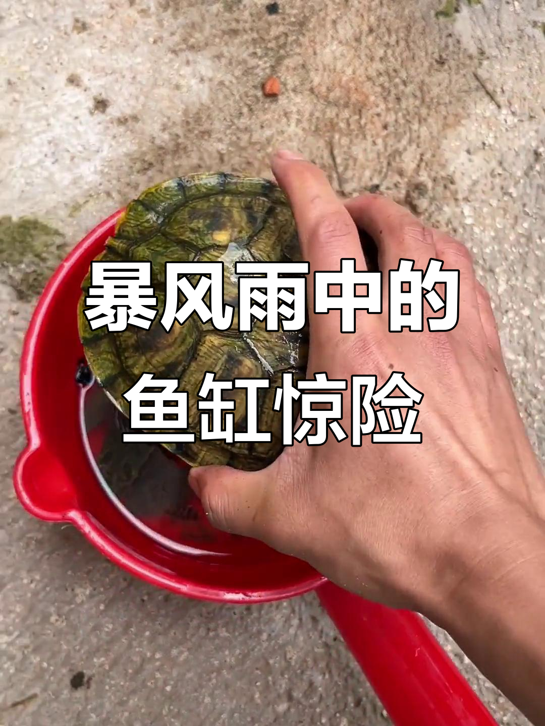 暴雨来袭,鱼缸里的意外大揭秘!斗鱼、壁虎鱼都成了“逃犯”
