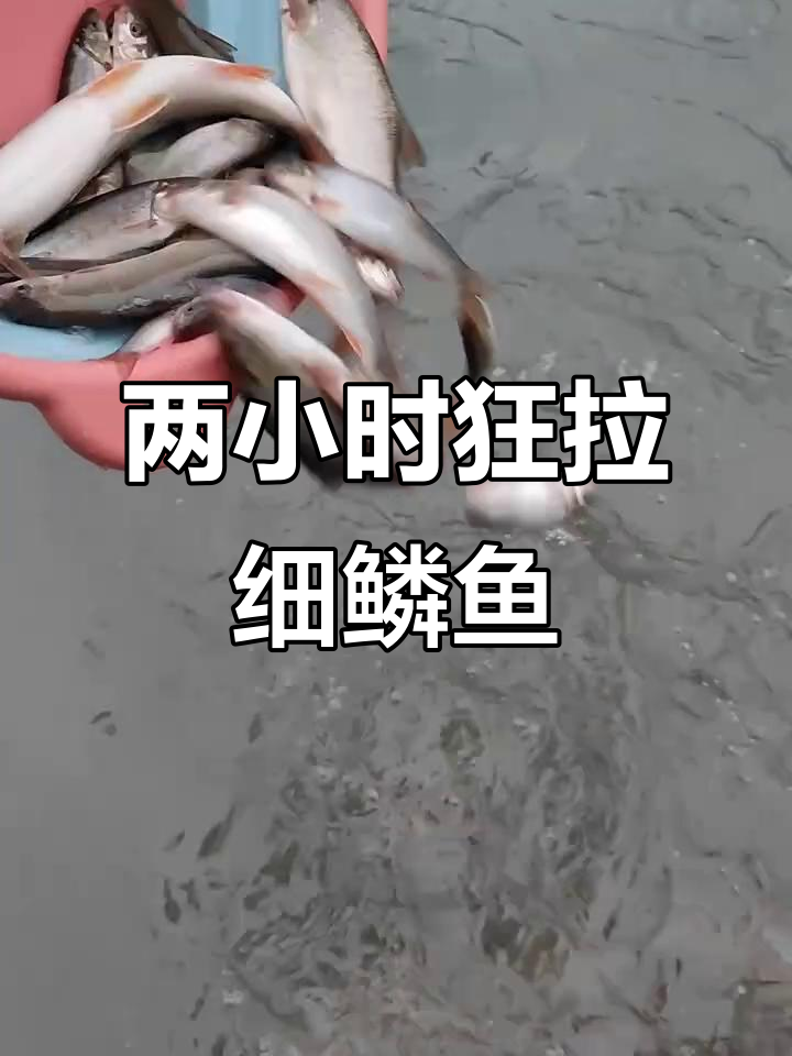 溪流钓狂潮,细鳞鱼连杆放生