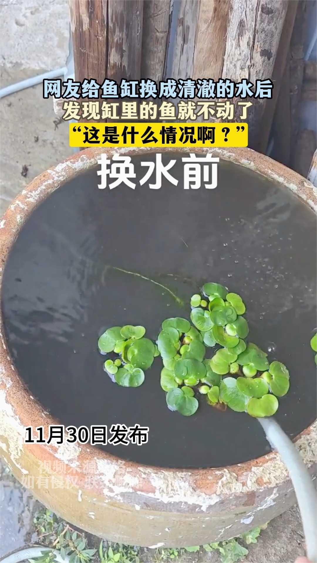 网友给鱼缸换成清澈的水后,发现缸里的鱼就不动了