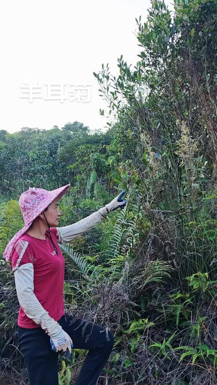 白面风也叫羊耳菊乌脚鸡，这种植物你认识吗