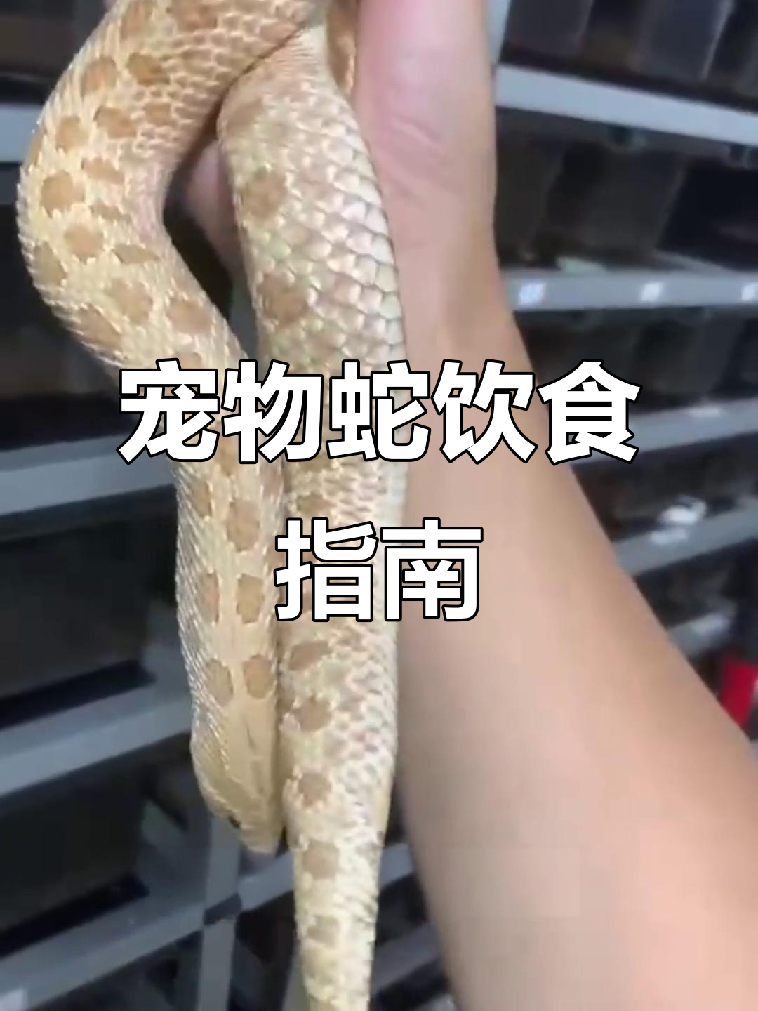 宠物蛇吃什么?幼体与成体的食物选择全解析!